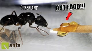 Giving a NEW amp HUNGRY ANT COLONY Its First Meal Ever HeartWarming REACTION [upl. by Showker267]