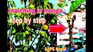 Inarching or Approach Grafting in Mango Step By Step  AgPS Nepal [upl. by Jordain]