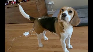 Adorable beagle listens carefully [upl. by Zindman654]