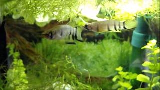 Querbandhechtling Epiplatys dageti dageti  Killifish Aquarium Разведение щучки [upl. by Aryn254]