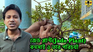 জেড প্লান্টের বনসাই করার নিয়ম ও সার প্রয়োগ  Jade Plant Bonsai tips and Fertilizing [upl. by Assir]