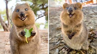 Quokka 🐿 The Happiest Animal on Earth [upl. by Thissa]