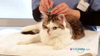 Comment appliquer une pipette antiparasitaire à votre chat [upl. by Ivens]