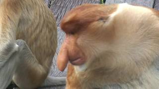 Proboscis Monkey Borneo Malaysia 2008 [upl. by Rexanne7]