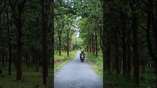 വനത്തിലൂടെ ഒരു Bike യാത്ര☮️ Refreshing ✨❤️ Pulpally mananthavady road 🛣️ shorts roadtrip forest [upl. by Ahsik143]