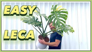 5 YEAR Old Thai Constellation Monstera to LECA Perlite  EASY SEMI HYDRO [upl. by Chon]