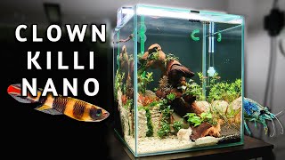 Clown Killifish Nano Tank  Planting [upl. by Alia904]