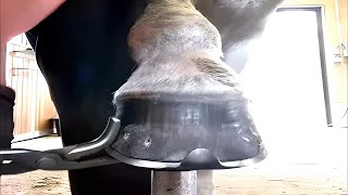 How Safely Clean Horses Hooves [upl. by Nah]