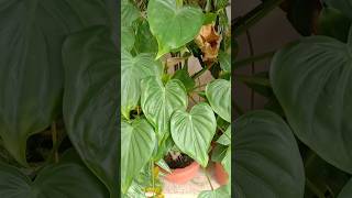 Philodendron Heartleaf Plant🪴 shorts philodendron heart song ytshorts trending garden yt [upl. by Malin]