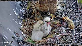 Redtailed Hawk Chicks Cuddle Up Before Long Feeding At CornellHawks Nest – May 11 2021 [upl. by Mathre]