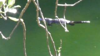 Platypus at Jenolan Caves NSW Ausralia [upl. by Ijok80]