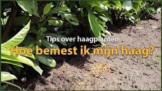 Hoe bemest ik mijn haag  Tips over haagplanten [upl. by Efren]