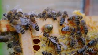 Comment les abeilles fabriquent la cire  universapiculture [upl. by Mancino]