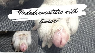 Pododermatitis in Dogs Tackling Paw Licking amp Tumor occurrence due to allergies pododermatitis [upl. by Morey]