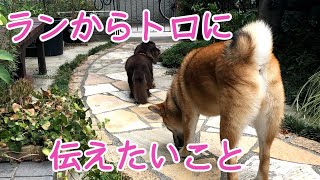 ランからのお願いミニチュアダックスフンドみにちゅあだっくすふんど ハイシニア犬 dog 柴犬 癒し 可愛い [upl. by Devona251]