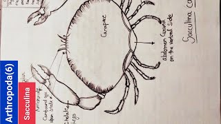 How to draw sacculina for bsc1styear class12Icbse Icse boardsciencebiologyyoutube bsc [upl. by Nelan]