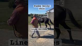 Funky billy Chin Line Drives shorts horse harnessracing yearling [upl. by Nnyladnarb540]