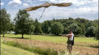 Falconry How to train a Falcon  Part one [upl. by Josee]