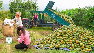 Use Truck Transport And Hire People To Harvest Orange Gardens To Sell  Selling Ducks [upl. by Kruse]