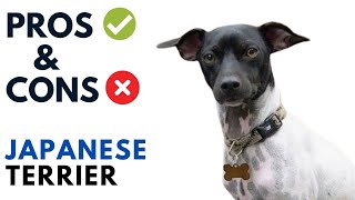 Japanese Terrier Pros and Cons 日本テリア Dog Advantages and Disadvantages [upl. by Justina463]