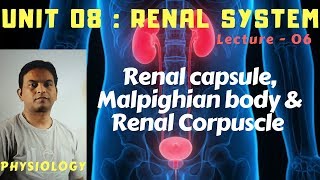 PHY08 Renal System 06 – Renal Capsule Malpighian body Renal Corpuscle  Dr Prashant Sharma [upl. by Schrick]