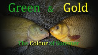 Tench and Crucian Carp fishing  Green and Gold  The Colour of Summer [upl. by Waller489]