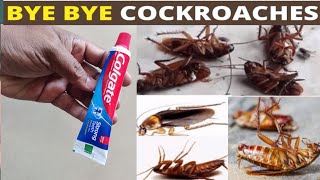 🔴How to Kill Cockroaches 🔴 Cockroach ko Khatam Karne ka Tarika 🔴Homemade Cockroach Killer [upl. by Camellia375]