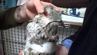 Feeding a Screech Owl [upl. by Aneliram]