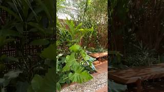 Jardim aconchegante com piso drenante plantas frutíferas e vasos iluminados casacor jardim [upl. by Snider]