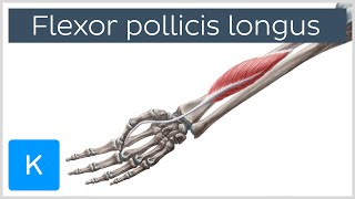 Flexor pollicis longus muscle  Origin Insertion Innervation amp Function  Anatomy  Kenhub [upl. by Angelis]