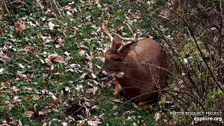 Decorah North Nest 111424 Beautiful buck closeup [upl. by Oelc847]