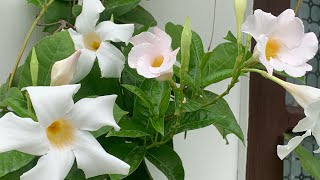 143Complete And Best Care Of Mandevilla Plant… [upl. by Adile43]