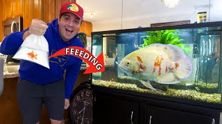 Feeding AGGRESSIVE Oscar Fish GOLDFISH [upl. by Vala]