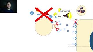 11Pathogenèse streptocoque pyogènes [upl. by Vallonia]