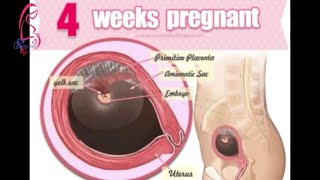 4 weeks pregnant and 4 weeks pregnant Signs And Symptoms 4 weeks ultrasound  Pregnancy Term [upl. by Fabriane]