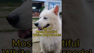 Top 10 Most Beautiful White Dog Breeds [upl. by Gardy]