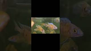 Malawi Cichlids [upl. by Pacifica761]