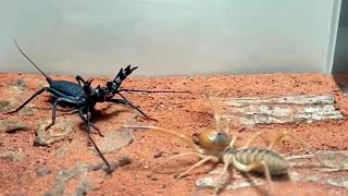 Deadly Desert Duel Camel Spider VS Vinegaroon [upl. by Endys750]