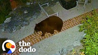 Cat Became So Scared After This Huge Animal Starting Eating His Food  The Dodo [upl. by Newel]