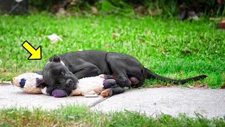 Streunender Hund hielt den Teddy fest und weigerte sich loszulassen Der Grund ist herzzerreißend [upl. by Gibe]