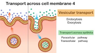 Transport across cell membrane 4 vesicular transport [upl. by Natale]