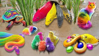 So Amazing Catching Colorful Betta Fish In The River Giant Catfish Ornamental Fish Turtle Bird [upl. by Erin]