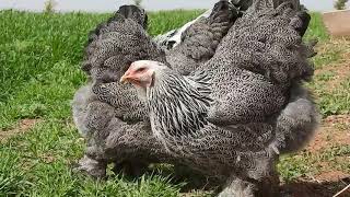 Brahma Silver Partridge Dark [upl. by Irep]