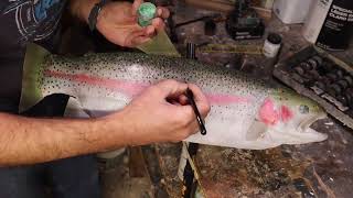 Fish Taxidermy Rainbow Trout Painting Time Lapse [upl. by Maon952]