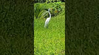 Garza Blanca gigante lista para cazar [upl. by Einnhoj]