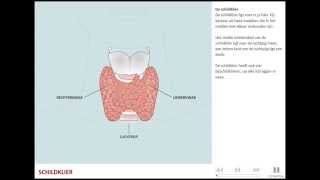 Schildklieraandoeningen [upl. by Enegue798]