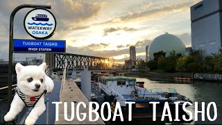 大阪の新スポット「TUGBOAT TAISHO」で、夕日を眺めながら食事を楽しむ飼い主を、うらやましそうに見つめる ぬいぐるみ犬りず【チワワ】 [upl. by Anehsuc]