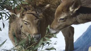 First Ever Snow Day for White Lipped Deer [upl. by Dulcia]