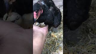 Hen hatching only 1 chick hatching chicks harvestingchicks ytshortsvideopigeon kabutar [upl. by Shewchuk]