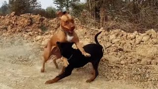 Bryson got humbled Rottweiler vs pitbull [upl. by Helms895]